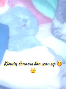 #мышык#томи 