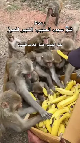 #alain #uae #viral #explore #biology 