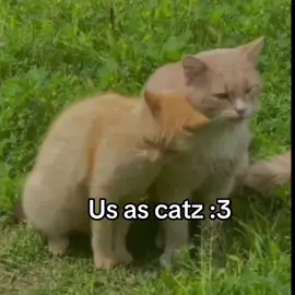 Us as catz :3 #silly #cats #cute #fyp