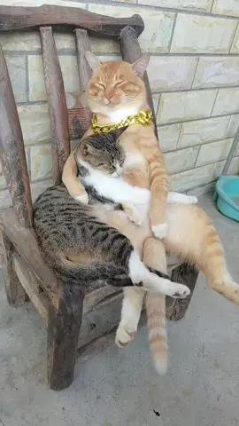 Động vật đáng yêu #xuhuong #cat #pet #animals #PetsOfTikTok 