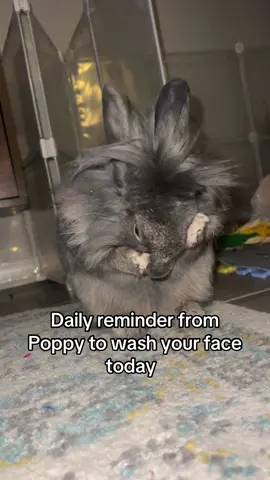 Poppy is big on cleanliness. #bunnytok #rabbitsoftiktok #PetsOfTikTok #dailyreminder 