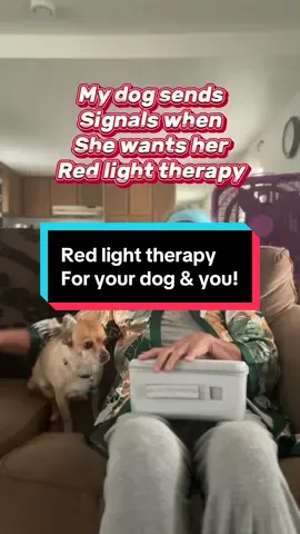 #PetsOfTikTok #redlighttherapy #dogsoftiktok #tiktokshoprestock @KTS Light Therapy #lighttherapy 