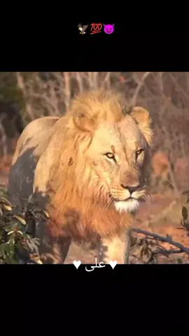 #یاحسینؑ #♥علی♥ 😈💯⚔️🦅♥