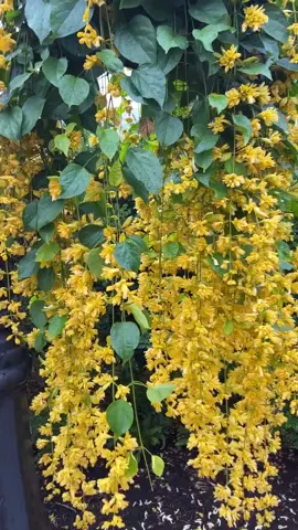 đây là hoa lan hoàng dương 1 trong những loài hoa nằm trong danh sách yêu thích của mình , hoa chuỗi vàng dài nhìn ấn tượng và đẹp #caydecorsadec 