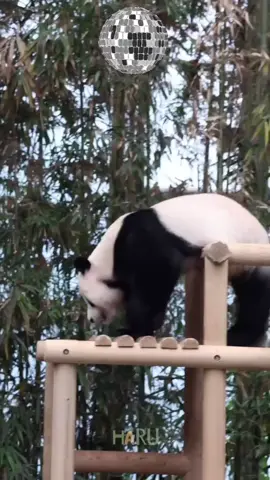 Lebao: Mulai hari ini, aku bisa melihat aibao seharian. Aku harus bergerak untuk menjaga bentuk tubuhku tetap ideal.😆🤭🤩💙🤸🤸🕺🕺 vidio:fubao_Haru #fubao #lebao #baofamily #everland #fyp 