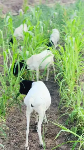 B.weine agro farm #agro #farm #fyp #somalitiktok #livestock 