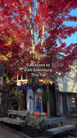 There are so many reasons to visit but we’ll start with 5 #themountainsarecalling #gatlinburg #smokies #smokymountains #fall 