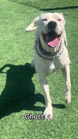 #dog #dogoargentino #dogoftheday #dogoargentinopower 