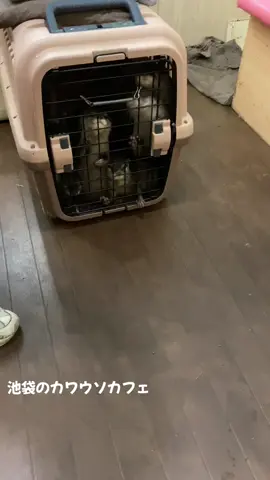 前回の投稿したカワウソカフェ動画！カワウソ登場ww #投稿でゲット  #カワウソ #カワウソカフェ #動物カフェ