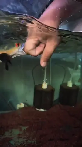 Popo sold out red 25cm #redemperor #emperor #redbarito #redpbun #CapCut @Ferikutes @ADH SNAKEHEAD FISH @ibnunamikazezin @Snakehead.asm @CHANA ONTRAN ONTRAN @arrach.limbatanian @animalhome14store @BronxFish @DJARUM & SUKUN SNAKEHEAD @Feedhuntofficial @Badil @Bibit Gabus @Feryan Nggehmpun @funtasticsnakeheads @Jangan Ya Dek Ya @klss_channarium_Gallery @Mas Sim @Mex's_KDR @krikil Tajam @Ruang Channa @R.A Aquatic @SAHABAT SNAKEHEAD @Tutu fish @YogiTebo_FishYK @Yums @