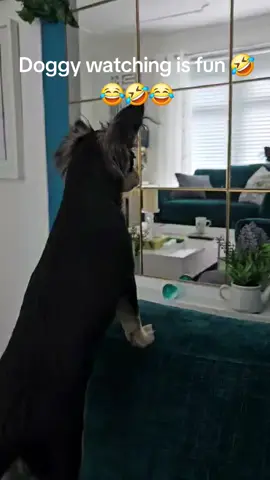 #tiktokdogs #chihuahua #funny #fyp 