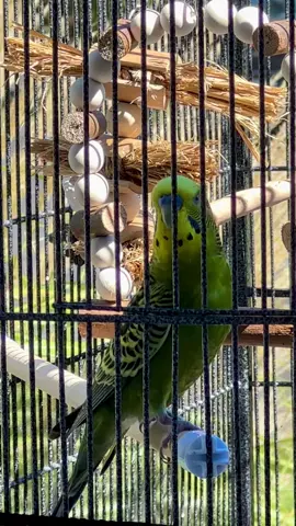 My budgie talking while he was outside, soaking up the sun. ##talkingbudgie##budgietalking##budgie##parakeet##bird