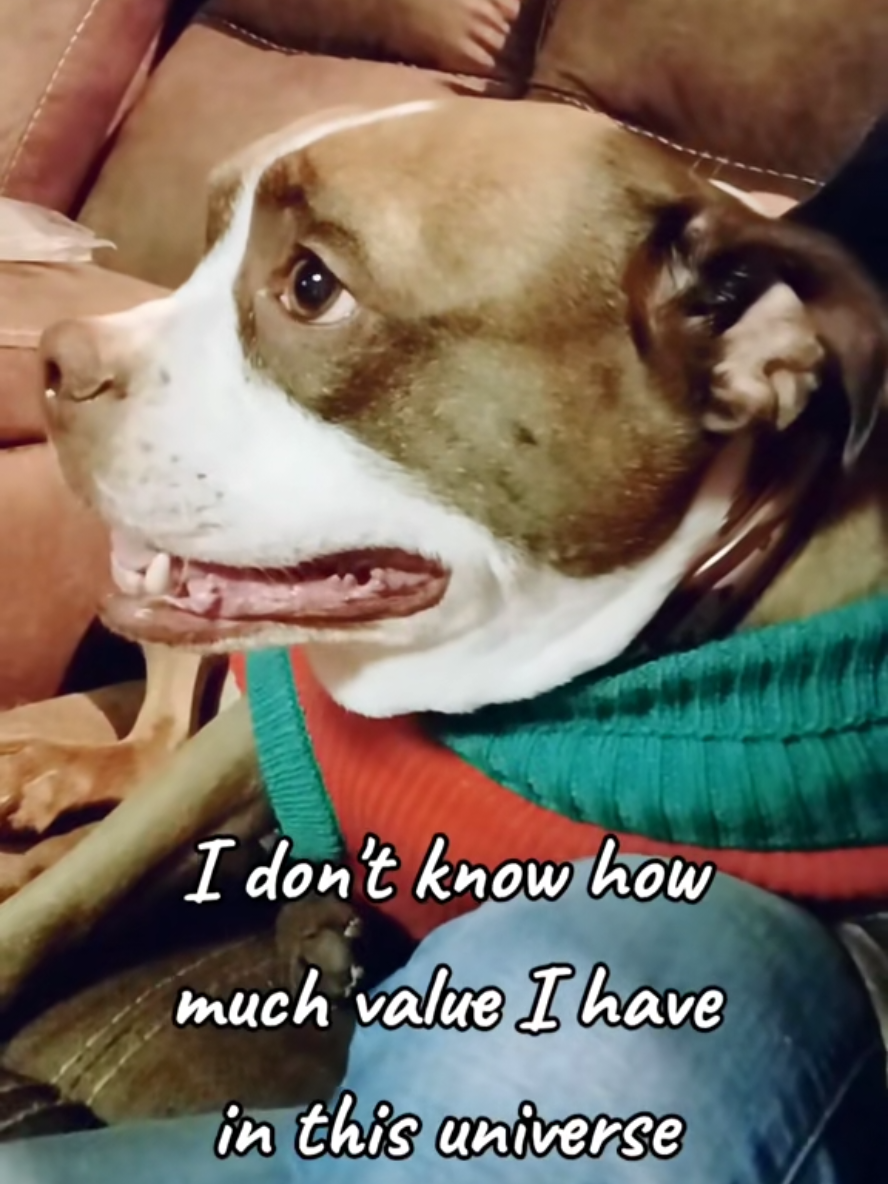 #onthisday #tinnertuesday  #universalvalue #dog #cute 