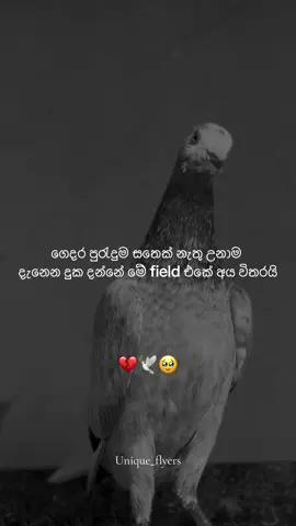 🥺🤍💯#foryoupage #creatorsearchinsights #sltiktok_srilanka🇱🇰 #පරවියන්ට_ආස_අය_කමෙන්ට්_කරන්_යන් #unique_flyers_ @MHDfazlan💔😮‍💨 