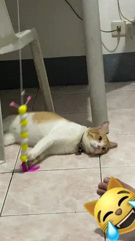 na para bang pagod na pagod na siya sa booohaaay. #fyp #catsoftiktok 