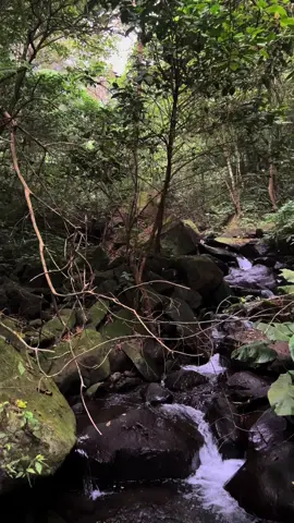 Suasana di dalam hutan.  #forest #alamhutan #suasanahutan #airmengalir 
