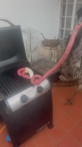 #geduldauction @Carina Burger 