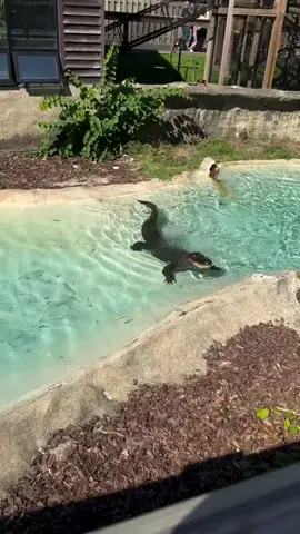 Why do alligators bellow like this? A bunch of reasons, including attracting a mate or defending their territory. Both males and females make this truly unique sound, and we're delighted that Zoo visitor David (@ethos_31 on Instagram) captured Smiley bellowing and shared it with us!