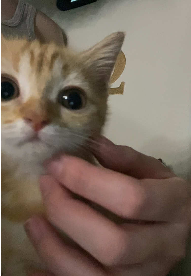#yuzumeow #cat #yuzu #แมวส้ม 