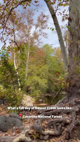 Explore Beaver Creek in Arizona with us. Beaver Creek is a popular day-use site for picnicking and birding year-round, but it’s particularly beautiful when the leaves begin to change in the fall. 🍂 📷Video by the NFF | Coconino National Forest, Arizona #hikewithme #explorewithme #fallinarizona #arizonafall #nationalforest