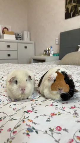 Мои маленькие девочки ❤️🥹 #морскиесвинки #дусяинюша #guineapigsoftiktok #guineapig 
