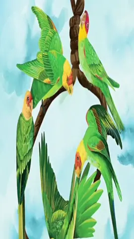 The carolina parakeet, most beautiful thing to ever live