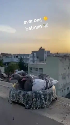 #şakıro #huzur #mutluluk #batman72 #ozgurluk🕊️❤️✌️✌️ 