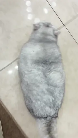 #catlover #cat #cutecat 