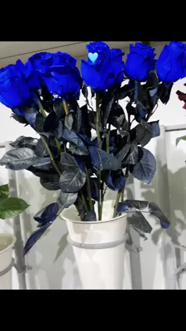 Mavi qızılgül🫠 #orxanzeynalli #maviqızılgüllər #keşfet 