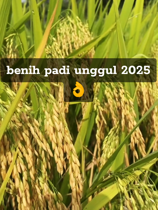 benih padi simbok mentes  #benih #benihpadi #simbok  benih padi unggul hasil melimpah  benih padi simbok 1 kg  Benih padi unggul 2025 Benih padi simbok 