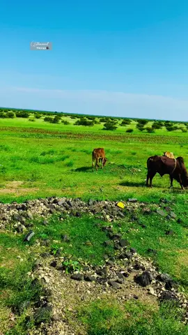 #jawiga #wajaale #fypシ゚viral🖤tiktok #wajaalesomaliland💚🤍❤️ #wajalesomaliland❤️🙏❤️ 