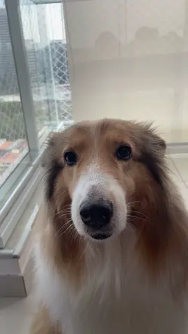 Dentinho pra animar o dia de vocês 🦊❤️ #creatorsearchinsights #lurdinha #Dog #cachorro #humor 