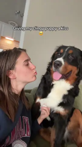 He is so sweet 😭 #bernesemountaindog #bernesemountaindogpuppy #dogsoftiktok #clingydog #trending 