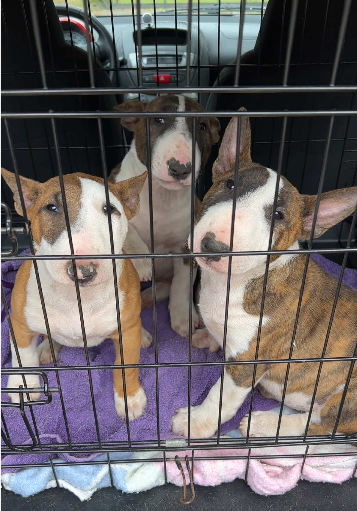 Miniature Bull Terrier - puppy  Miniaturowy Bulterier - szczeniak  #miniaturebullterrier #puppylove #minibull #bullterrier #viral 