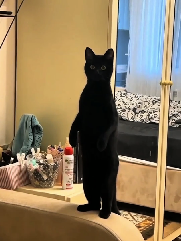 Bombay Cat 🐈#cat #pet #animals #catsoftiktok #catlover @Fauna blog♂️ 