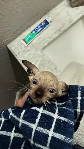 Rosie is our 8th addition to the family 🥹 she’s purrrfect. Let us know if u want more videos of our the fam 🐈🐈‍⬛ #kitten #cat #kitty #catsoftiktiok #blueeyes 