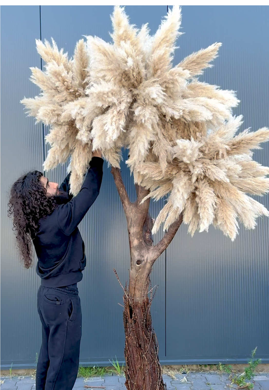 Out largest trees!! Discover our biggest masterpieces on our webshop! The best of nature for your light interior decor. Your home decor need a touch of zen, ambiance and perfection. Style your shop decor, hotel decor or big mansion with PAMPASKONING 🌱🤴🏽 #homedecor #pampastree #art #luxuryinteriors #interiorstyling 