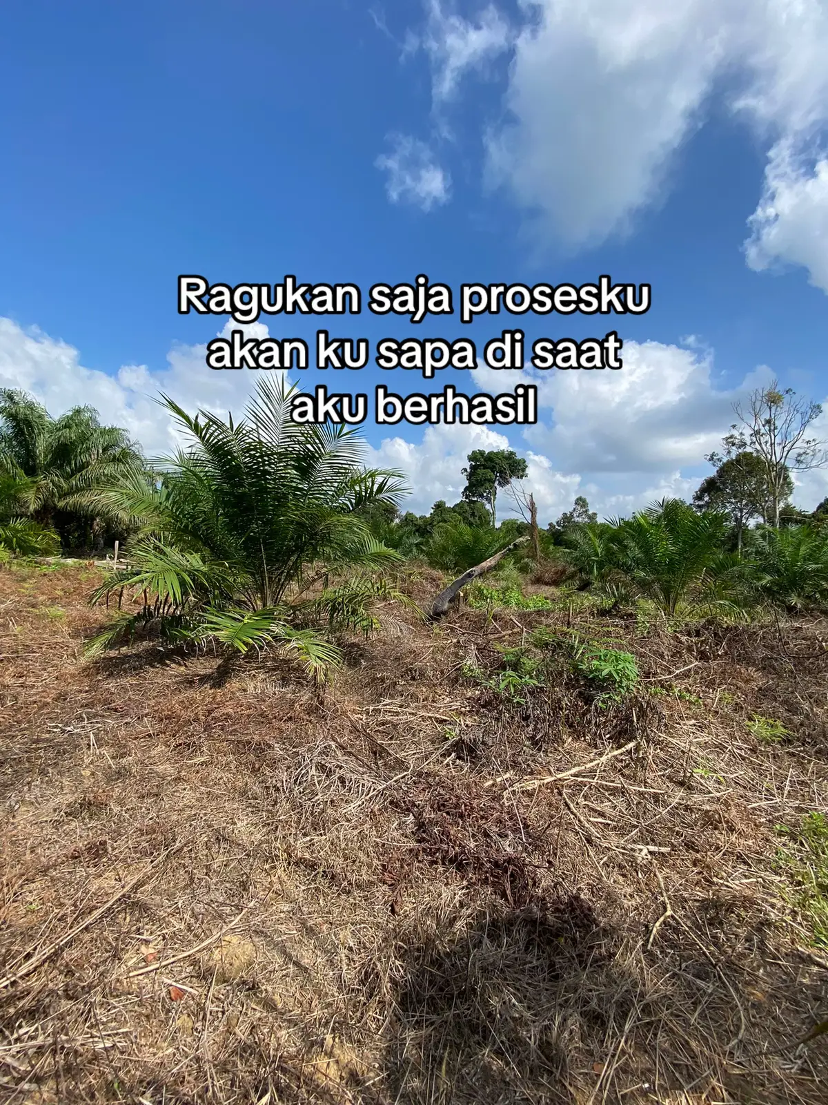 #sawittiktok🌴🌴🌴 #sawitkalteng #petanimudasukses #petanisawit #petanisawitindonesia🇮🇩 