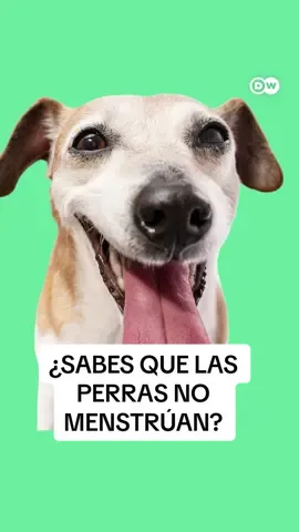 ¿Sabías que tu perra o tu gata NO tienen la menstruación como las mujeres? Estas especies de animales siguen un ciclo muy distinto, llamado ciclo estral. En ese momento, solo pueden aparearse cuando están en celo: una ventana breve de reproducción marcada por las hormonas. En cambio, las especies con ciclo menstrual, como el ser humano, pueden reproducirse casi en cualquier momento. ¡Una diferencia enorme en la estrategia de la naturaleza! #dwmagacines #dwscience #dwhealth