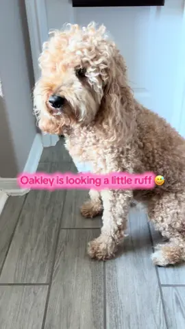 Let’s give Oakley a mini makeover with a face trim! 😍 #dogs #groomingdog #groomingathome #goldendoodle 