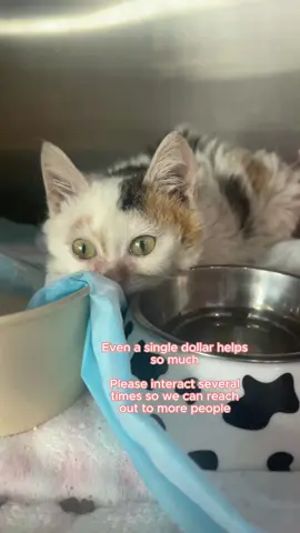 Let's save Sophie together! We can't do this without you. Our campaign link on our bio #cats #catsoftiktok #PetsOfTikTok #fyp #foryou #foryoupage#catlover #catrescue #kittenrescue #sheltercats 