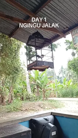 day 1 #hobimikatjambi #kicaumaniaindonesia #jalak #semogafyp #fyppppppppppppppppppppppp 