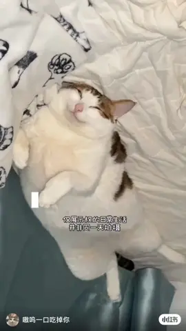 the day of uncle bao #uncle #bao #cute #cat #fyp #fypdong 