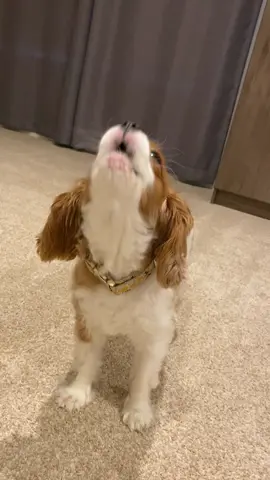 Honey is the best alarm clock in the mornings! #kingcharlescavalierspaniel #howlingdog #dogsofttiktok #funnydogs 