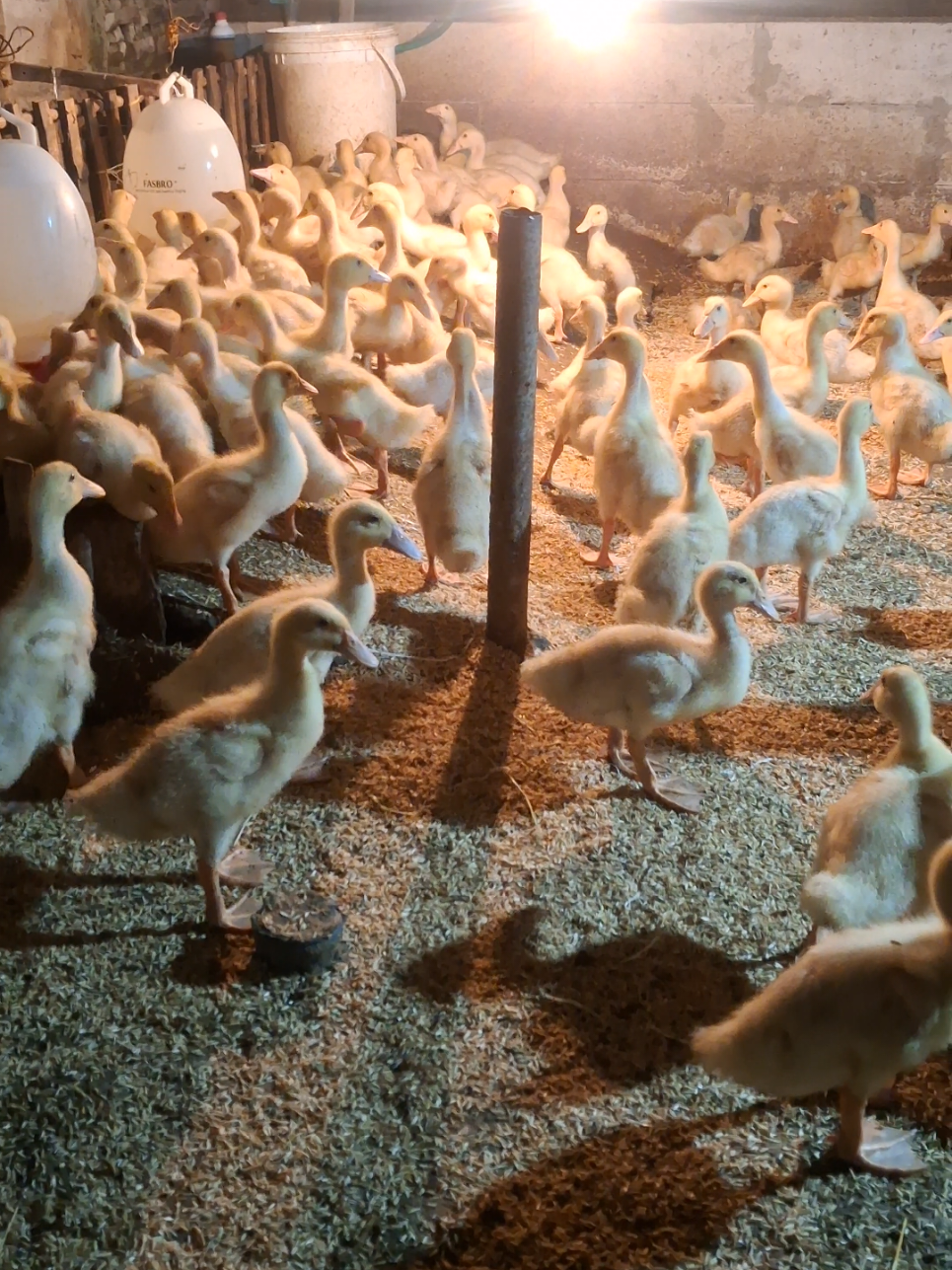 biyuh gemoy gemoy #RHduckfarm #peternakmuda #peternakbebekpedaging #bebekhibrida #fyp 