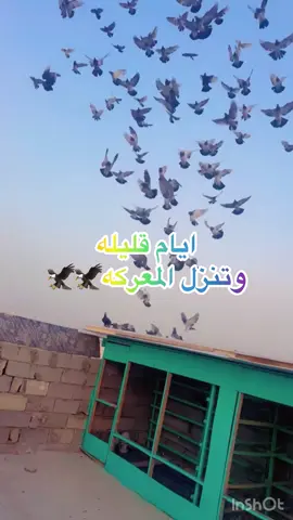 #شعب_الصيني_ماله_حل😂😂 لعيون ملك الحبري 👈@العراقي العراقي ابن الرمادي  @محمد الراوي الراوي @🦅✅مروان ابن الفلوجه ✅🦅 @حمودي ابن الخالديه🦅 @❤ ابو زيد ❤ @مصطفى🤍 @علاوي ابن الرمادي🦅✅ @(🦅), (مهند المحمداؤي), (🦅) @✅عبودي ابن الرمادي 🦅 ✅ @عمرالجميلي @Mohanad  Al Dulaime  @حمودي ألزين @وسام العراقي 