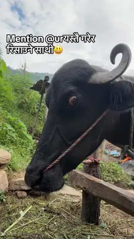 🥹😃😃😃#angrybuffalo #viraltiktok #creatorsearchinsights #funny 