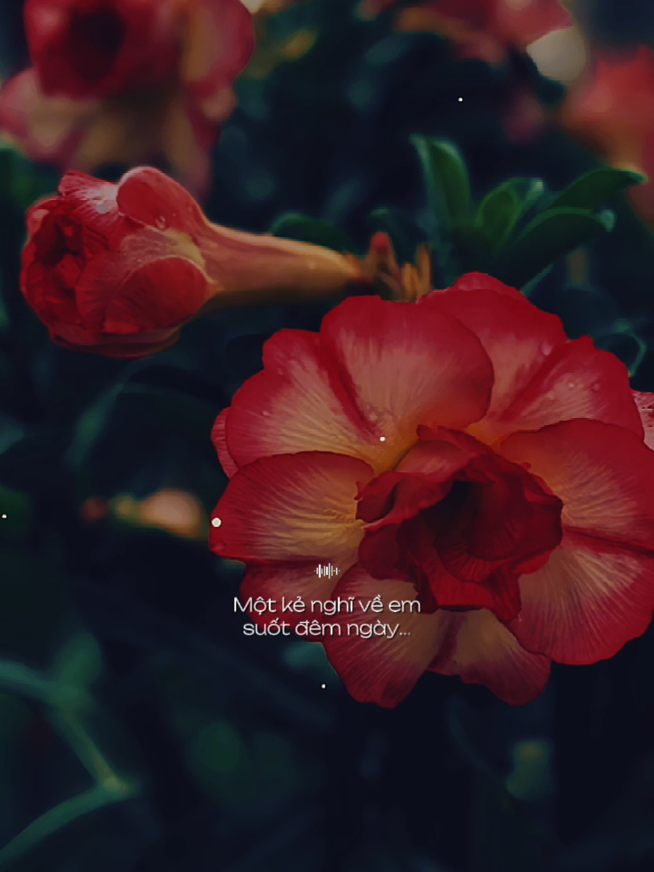 Phần 38 | Đêm nào anh cũng mơ về nụ cười em sao dịu dàng như thế... [ Là Vì Anh Yêu Em] #lavianhvanyeuem  #nhacbuontamtrang  #tramcamxuc💔  #thumaucapcut  #tuyen 