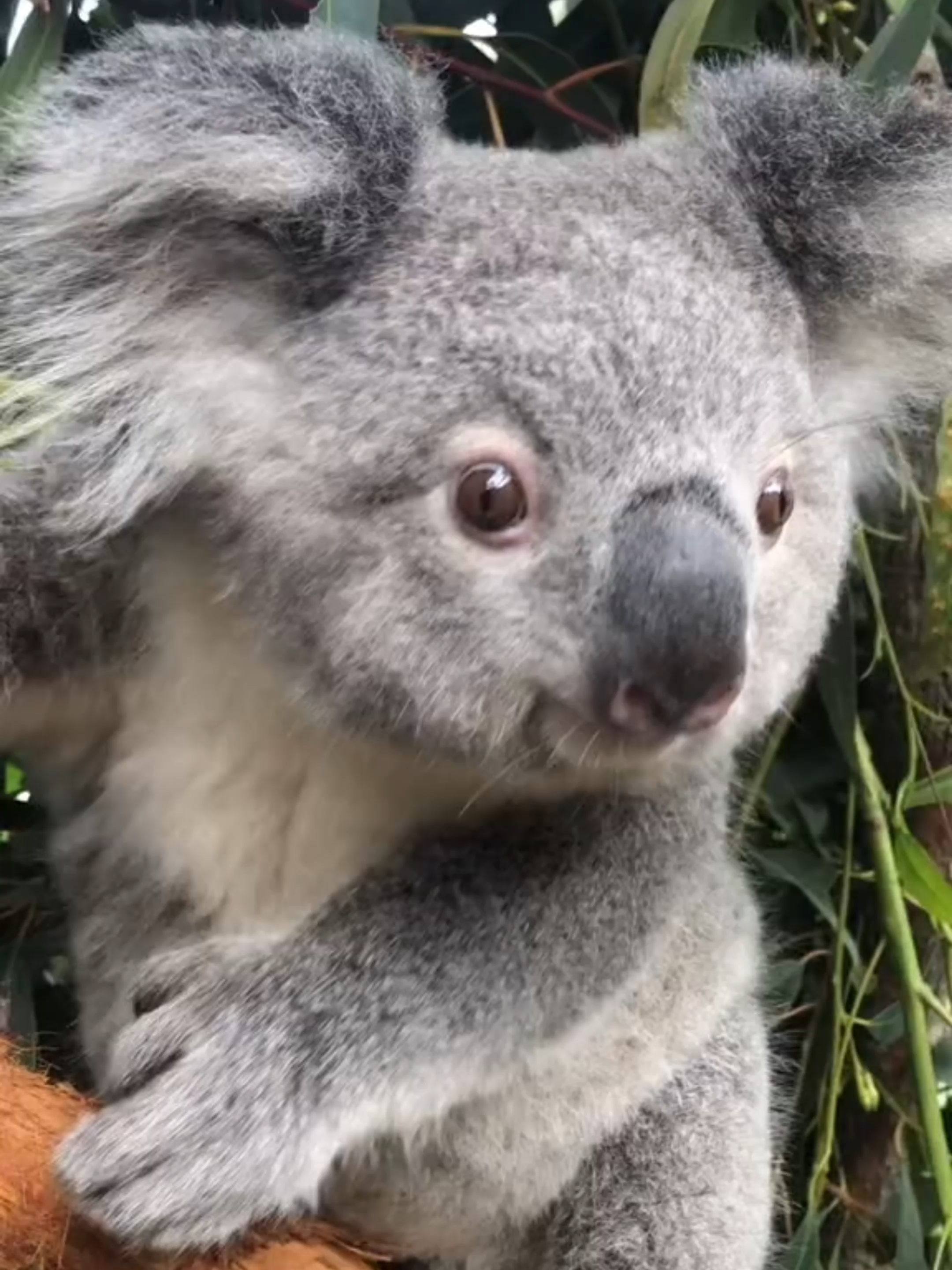 O COALA NÃO É BURRO