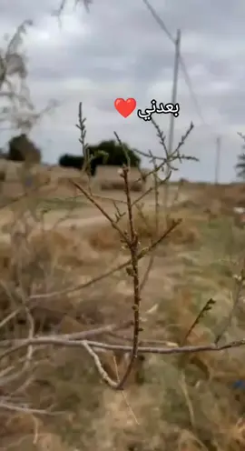 بعدني عاشك دياري بعدني #ونين #ضاحي_الأهوازي 